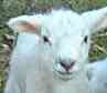 a lamb